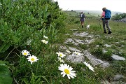 10 Margherite fiorite a luglio